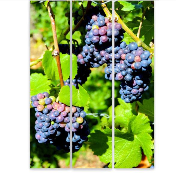 Flächenvorhang Die Rebe 3er Set, Schiebegardine, Schiebegardinen, blickdicht, Flächenvorhang blickdicht, Sch